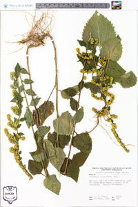 Solidago sphacelata image