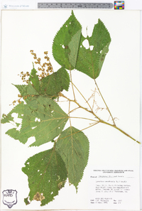 Laportea canadensis image