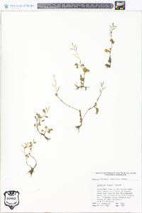 Cardamine longii image