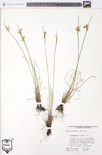 Sisyrinchium albidum image