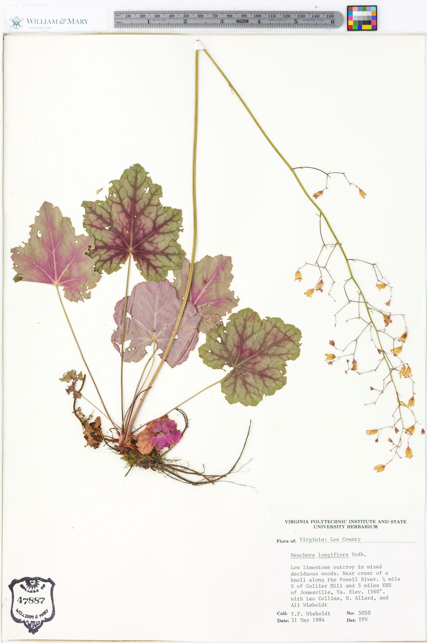 Heuchera longiflora image