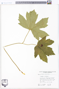 Hydrastis canadensis image