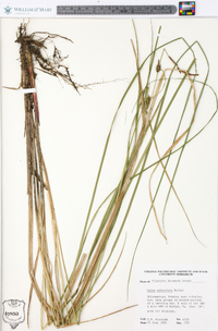 Carex walteriana image