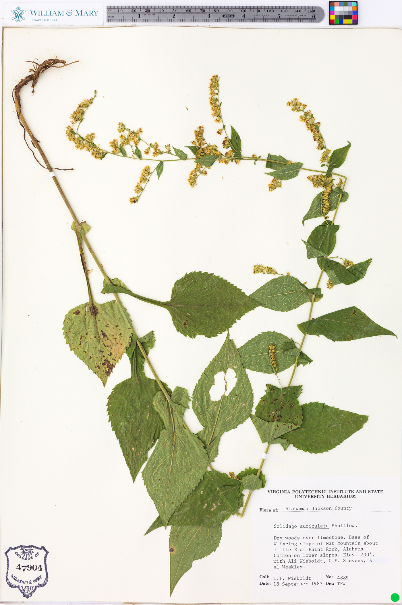 Solidago auriculata image