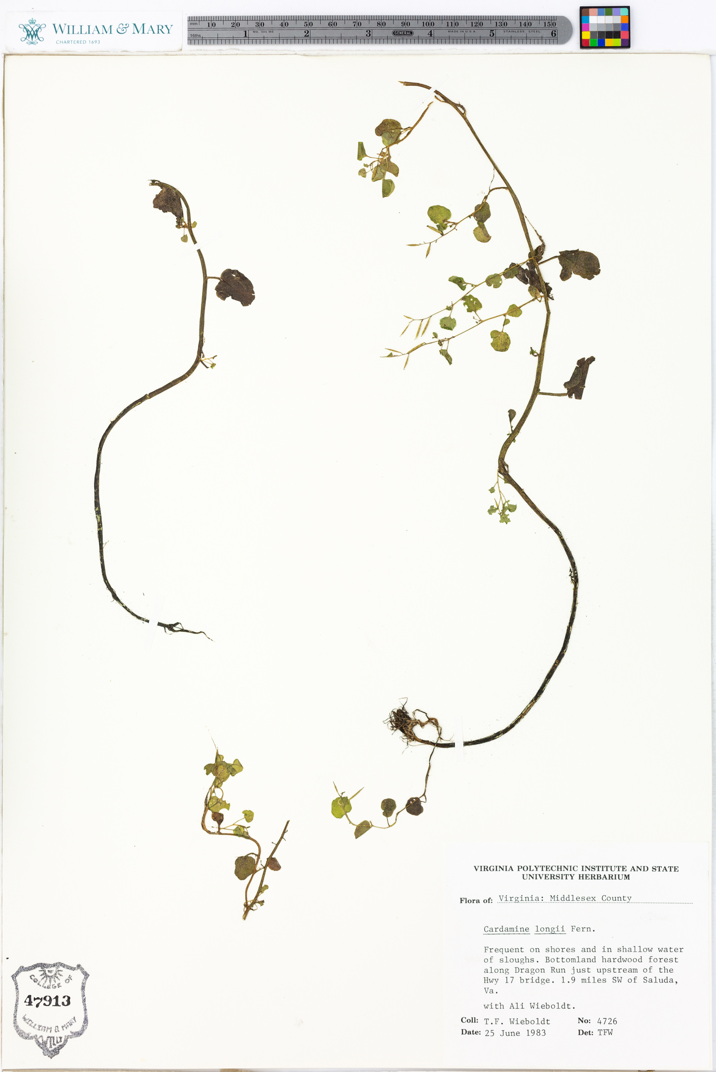 Cardamine longii image