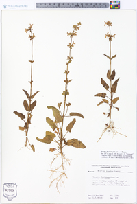 Stachys floridana image