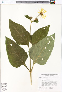 Silphium perfoliatum image