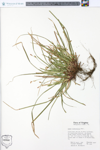 Carex pedunculata image