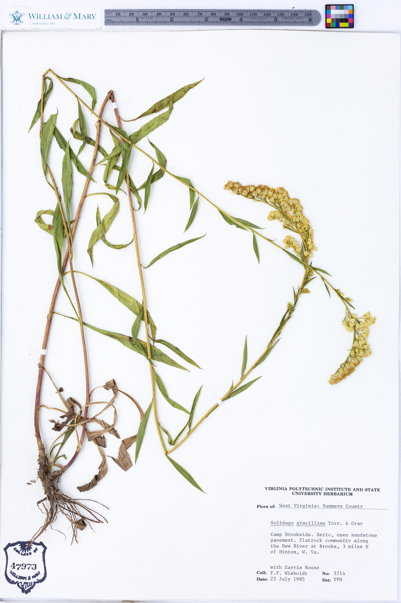 Solidago gracillima image