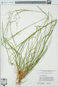 Poa autumnalis image