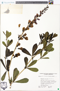 Baptisia australis image