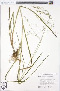 Glyceria canadensis image