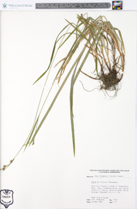 Carex hirtifolia image