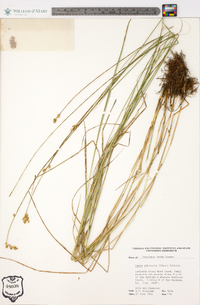 Carex suberecta image