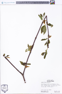 Calycanthus floridus image