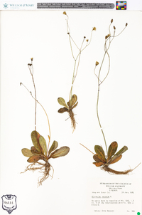 Hieracium venosum image