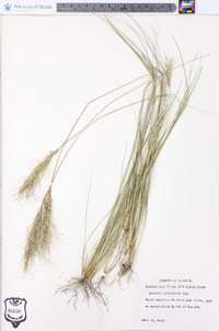 Aristida spiciformis image