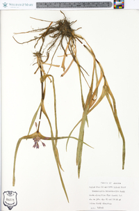 Tradescantia hirsuticaulis image