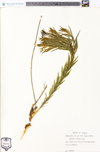 Amsonia ciliata image