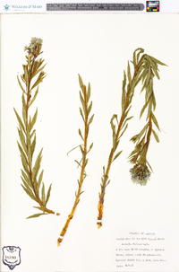 Amsonia ciliata image