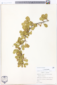 Crataegus lassa image