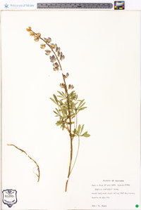 Lupinus nuttallii image