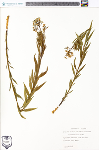 Amsonia ciliata image