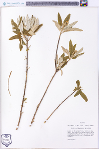 Croton alabamensis image