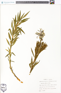 Amsonia ciliata image