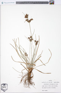 Fimbristylis dichotoma image