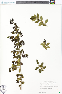 Ilex vomitoria image