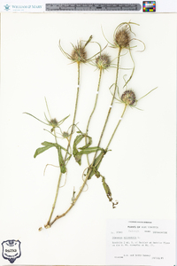 Dipsacus fullonum image