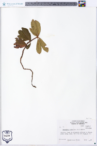 Chimaphila umbellata image