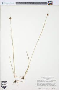 Juncus castaneus subsp. leucochlamys image