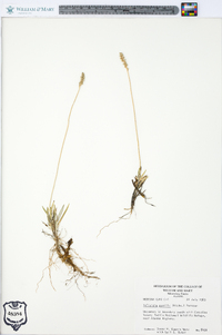 Tofieldia pusilla image