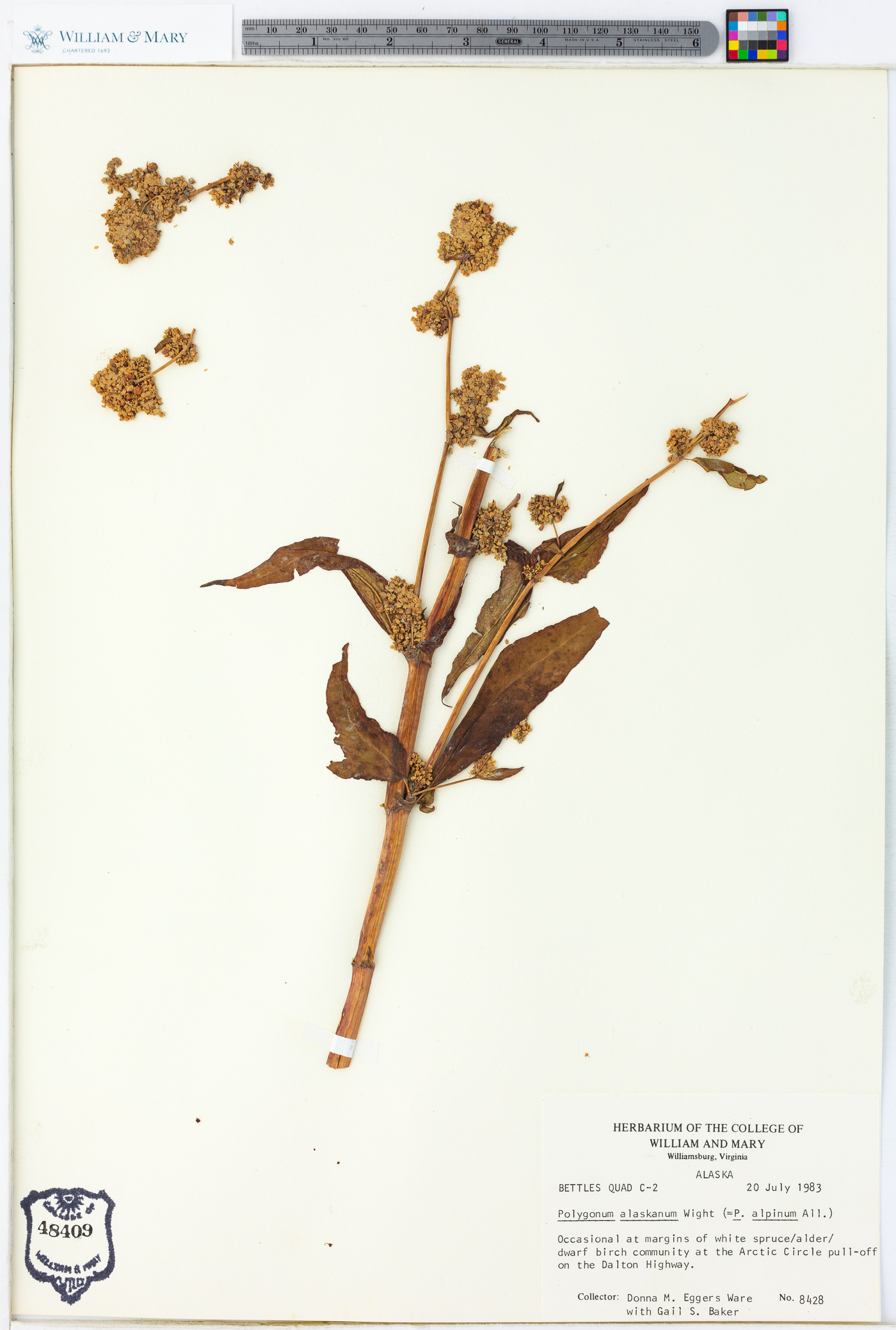 Polygonum alaskanum image