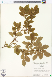 Vaccinium vacillans image