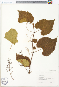 Vitis vulpina image