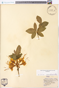 Rhododendron calendulaceum image