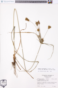 Cyperus retrofractus image