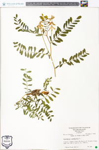 Astragalus canadensis image