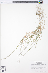 Muhlenbergia schreberi image