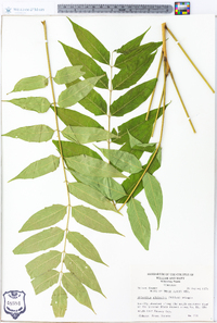 Ailanthus altissima image