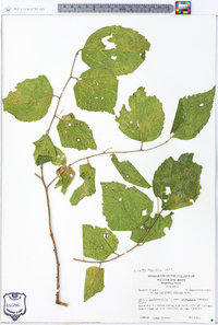 Celtis tenuifolia image