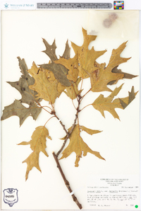 Quercus rubra var. borealis image