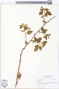 Rubus argutus image