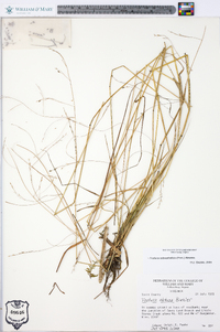 Festuca subverticillata image