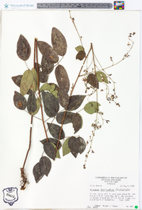 Desmodium laevigatum image