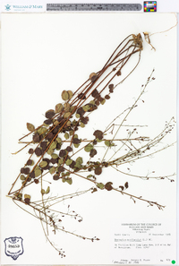 Desmodium marilandicum image