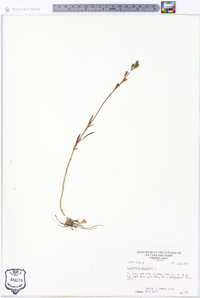 Oenothera perennis image